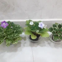 بنفشه افریقایی و گندمی .پنجره.سینگونیوم .انجیری|گل و گیاه طبیعی|رشت, علی آباد|دیوار