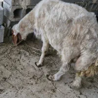 قوچ ۰گوسفند ۰گاو ۰گوشتی اهواز شادگان