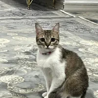 گربه ی DSH واگذار می شودپیام ندیدجواب نمیدم