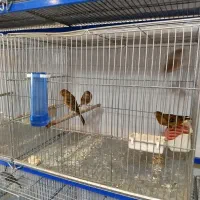 پرنده فروشی طاها|پرنده|فسا, |دیوار