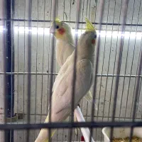 عروس هلندی جفت