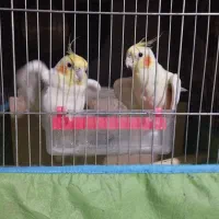 عروس هلندی سخنگو نروماده