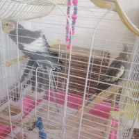 عروس هلندی|پرنده|سرپل ذهاب, |دیوار