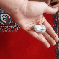 همستر مینیاتوری
