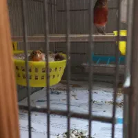 قناری نر سوخته ماده اوپال