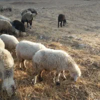 فروش بز ومیش