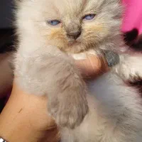 بریتیش های کوچولو|گربه|گرگان, |دیوار