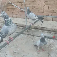 کبوتر جوانه سار آلمانی