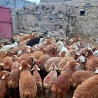 گوسفند زنده دام برتر البرز *دام کالا*سابق شکم خالی|حیوانات مزرعه|کرج, گلشهر|دیوار