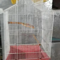 قفس عروس هلندی