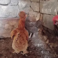 قوغازجوجه قوغازمرغ خروس مرندی گلین کوردی پاپر|حیوانات مزرعه|جوانرود, |دیوار
