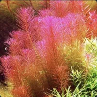 اکواریوم دیفیوزر  سیفون گیاه اکواریوم گیاه پلنت