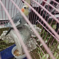 طوطی|پرنده|گرمسار, |دیوار