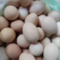 تخم مرغ اصل