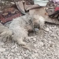 سگ بامزه|سگ|بهبهان, |دیوار