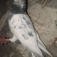 پرنده|پرنده|میناب, |دیوار