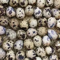 تخم نطفه دار بلدرچین و تخم خوراکی بلدرچین