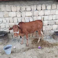 گاو|حیوانات مزرعه|کوهدشت, |دیوار