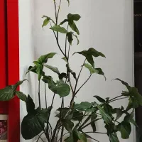 گل و پتوس و پنجه ی گرگ