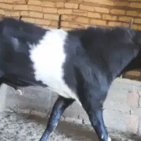 بزغاله پاکستانی اصل|حیوانات مزرعه|شهرضا, |دیوار