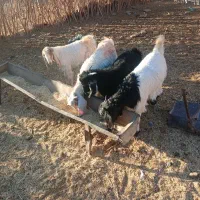 ۴ عدد بزغاله