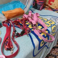 آقا چیکو پامر تربیت شده|سگ|تهران, شهرآرا|دیوار