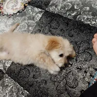 سگ مالتی پو سه ماهه|سگ|پاکدشت, پاکدشت (مامازند)|دیوار