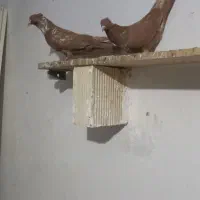 نروماده زرد گوره کفتر