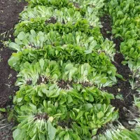 نهال کاهو روغنی|خدمات باغبانی و درختکاری|رستمکلا, |دیوار