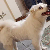 پامر اشپیتز نر|سگ|تهران, فردوسی|دیوار