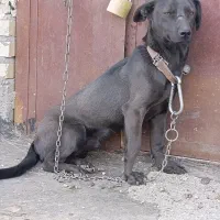 سگ نگهبان|سگ|رضویه, |دیوار