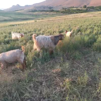 میش،بز،بره،دوبرنجدی یک ساله