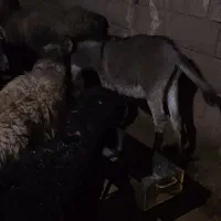 کره خر ماده گله اصل|حیوانات مزرعه|مسجد سلیمان, |دیوار