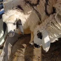 فروش بره شیر