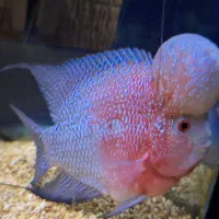 ماهی فلاورن هورن +غذا اوشن فری|ماهی|شیراز, سهل‌آباد|دیوار