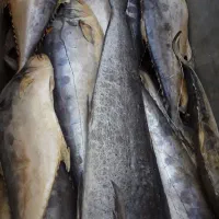 ماهی جنوب|ماهی|کاشان, سیفی آباد|دیوار