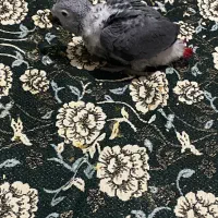 فروش سه عدد جوجه کاسکو