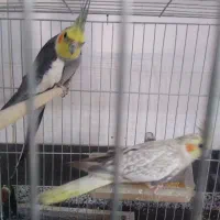 عروس هلندی بزرگ