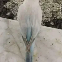 راهب کراس صافو تمیز ماده ۶ماهه