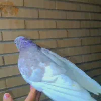 کله ای نر دستی مست فروشی|پرنده|اردکان, |دیوار