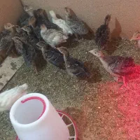 جوجه بوقلمون ۲۳روز