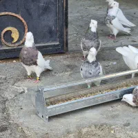 کبوتر طوقی مناسب جوجه کشی|پرنده|ملارد, |دیوار