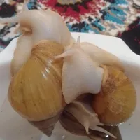 حلزون