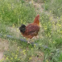 خروس جوان گلپایگانی۶۰۰ تومان