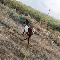 گیسه سالم سرحال