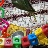 جوجه شاه طوطی نراسکندر چشم مشکی ۳ماهه|پرنده|ملارد, |دیوار