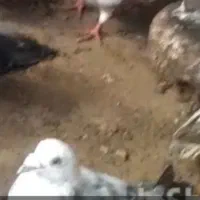 دوستان عزیز گم شده امروز