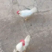 خروس جوان وسرحال