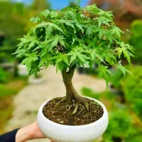 بونسای افرا