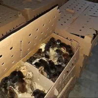 فروش جوجه محلی و رنگی و زینتی واردک|حیوانات مزرعه|شیراز, کرونی(خاتونک)|دیوار